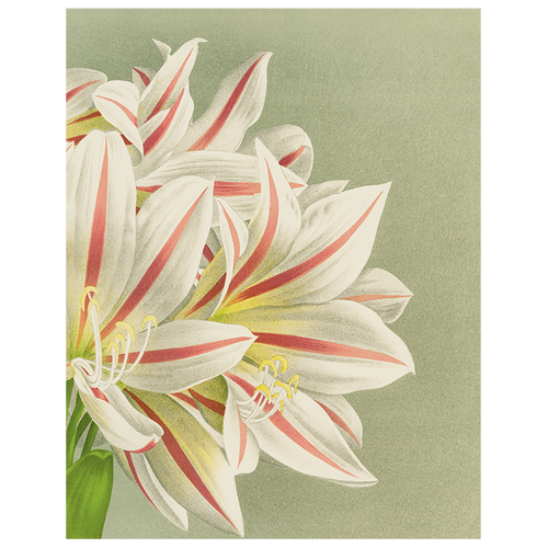 john derian Brunswigia Massaiana (p 142) 11" x 14" Rect. Tray