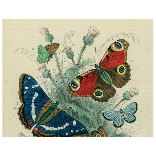 john derian Butterfly - Dancing (p 167) 11" x 14" Rect. Tray
