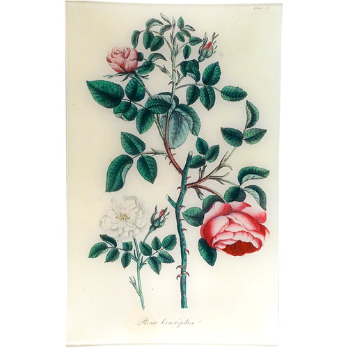 john derian Cabbage Rose - Rosa Centifolia (History of Plants) 10 x 16" Rect. Tray