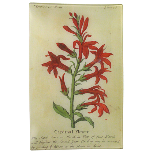john derian Cardinal Flower (Floral) 9 x 14" Wall Tray