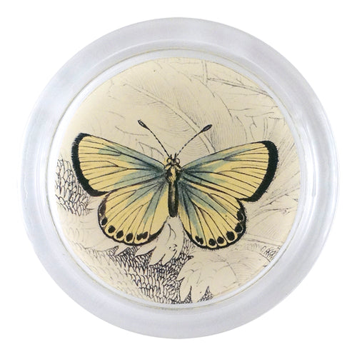 john derian Chalkhill Butterfly (19th c. Naturalist) 4" Coaster