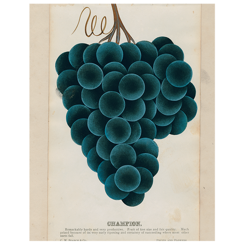 john derian Champion (Grapes) (p 309) 11" x 14" Rect. Tray