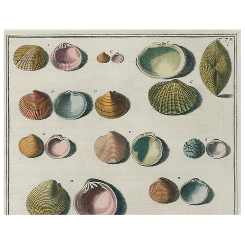 john derian Chart of Small Shells (p 123) 11" x 14" Rect. Tray