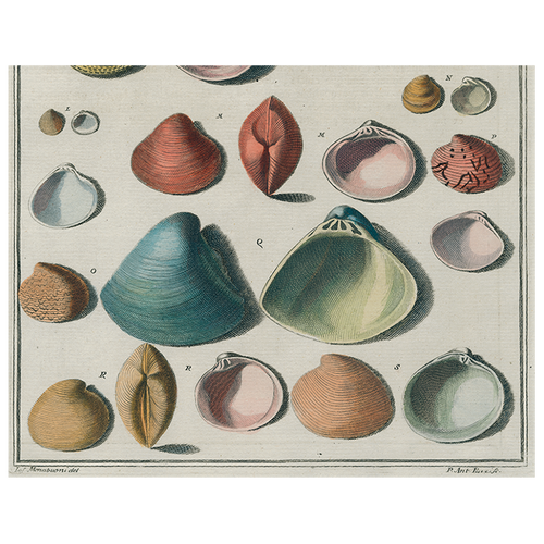 john derian Chart of Small Shells (p 124) 11" x 14" Rect. Tray