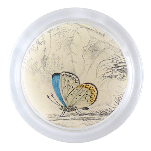 john derian Clifden Blue Butterfly (19th c. Naturalist) 4" Coaster