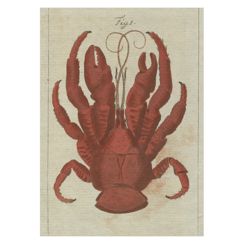 john derian Coconut Crab Card With Envelope (Pack of 6)