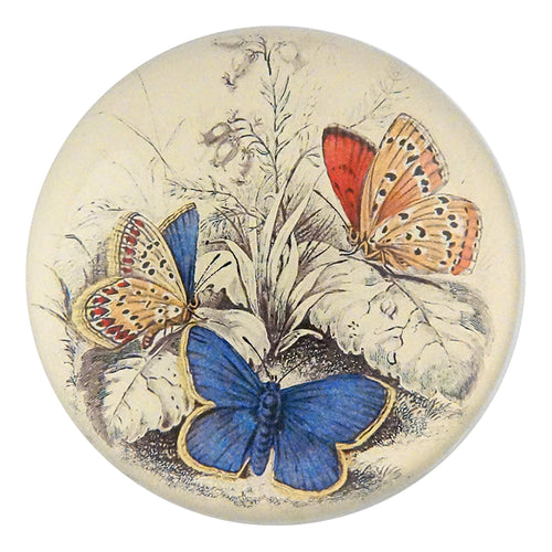 john derian Copper & Common Blue Butterflies (Entomology) Dome Paperweight