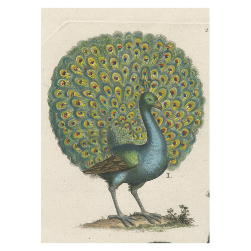 john derian Coy Peacock Card With Envelope (Pack of 6)