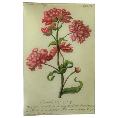 john derian Double Catch-Fly (Floral) 9 x 14" Wall Tray