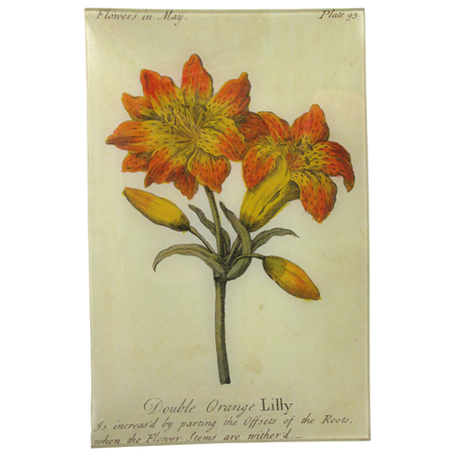 john derian Double Orange Lily (Floral) 9 x 14" Wall Tray