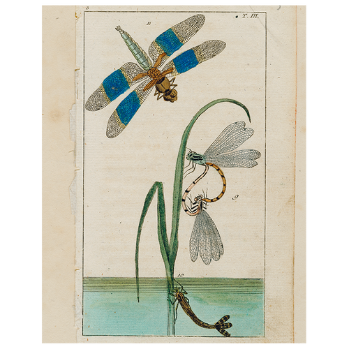 john derian Dragonfly over Water (p 257) 11" x 14" Rect. Tray