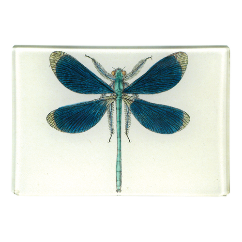john derian Dragonfly Pin-Up 3.5 x 5" Tiny Rect. Tray