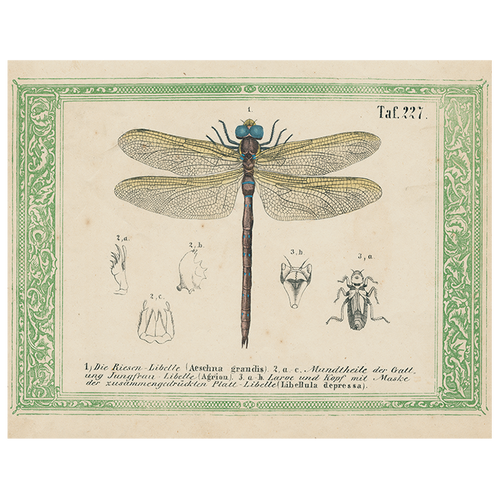 john derian Dragonfly Taf. 227 (p 256) 11" x 14" Rect. Tray
