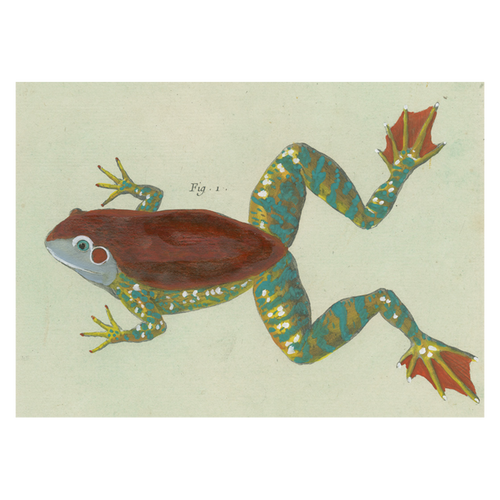 john derian Figure 1 (Frog) Card With Envelope (Pack of 6)