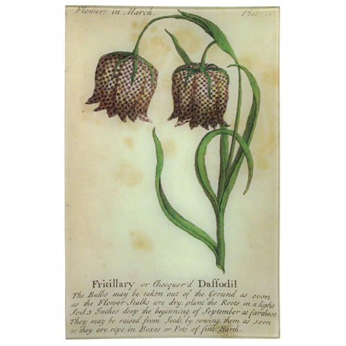 john derian Fritillary Daffodil (Floral) 9 x 14" Wall Tray