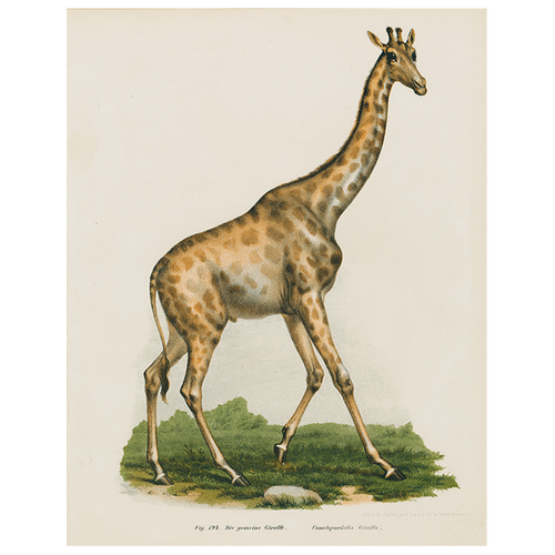 john derian Giraffe in Africa (p 9) 11" x 14" Rect. Tray