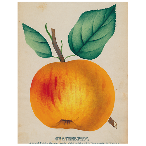 john derian Gravenstein Apple (p 132) 11" x 14" Rect. Tray