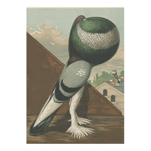 john derian Green Pouter Cock Card With Envelope (Pack of 6)