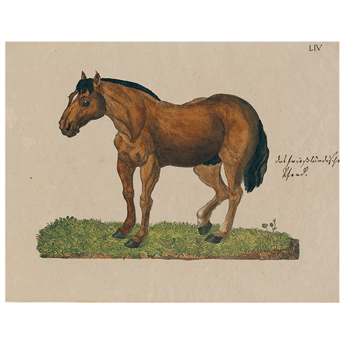 john derian Horse Posing LIV (p 246) 11" x 14" Rect. Tray