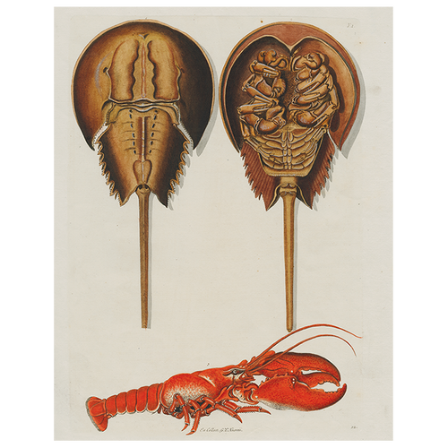 john derian Horseshoe Crabs and Lobster (p 154) 11" x 14" Rect. Tray