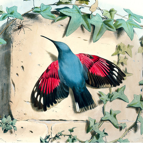 john derian Hummingbird Silk Scarf Add to cart Details 38" x 38" 100% Silk Crepe de Chine Made in Italy Care Dry clean only   Pulled from the pages of John Derian's Picture Book timeless 18th and 19th Century images come to