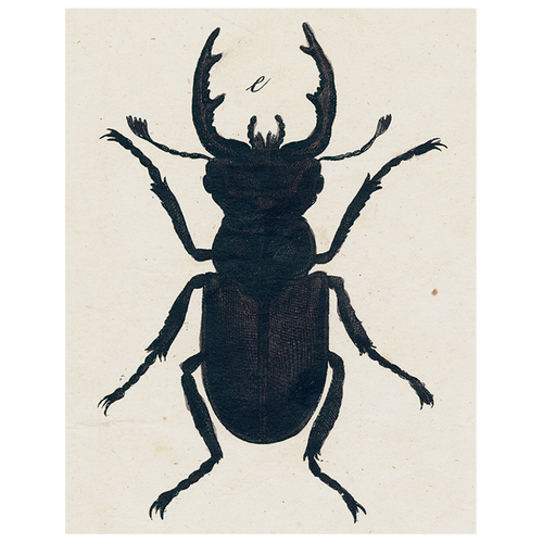 john derian Insect Silhouette (p 171) 11" x 14" Rect. Tray