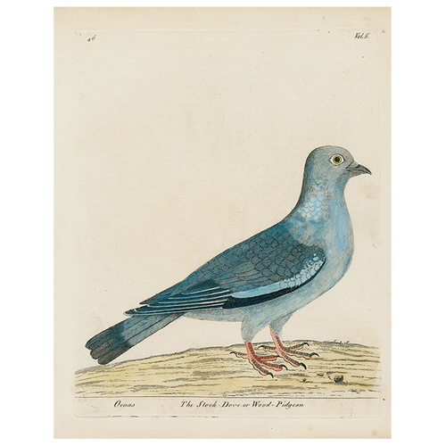 john derian #15-Stock Dove (p 286) 11" x 14" Rect. Tray