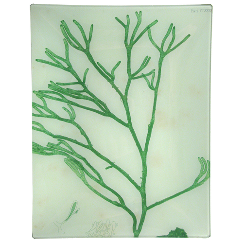 john derian #16 Seaweed (CLXXXII) 10" x 13" Rect. Tray