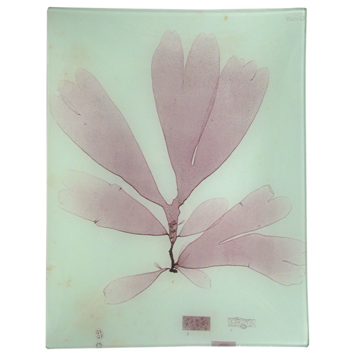 john derian #2 Seaweed (LXXa) 10" x 13" Rect. Tray