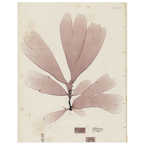 john derian #2 Seaweed (LXXa) (p 144) 11" x 14" Rect. Tray