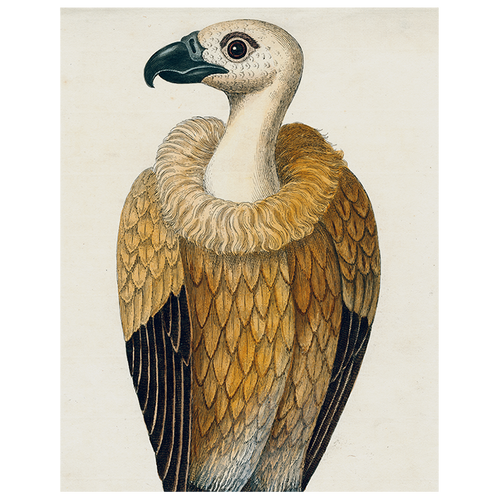 john derian #26-Vulture (p 120) 11" x 14" Rect. Tray
