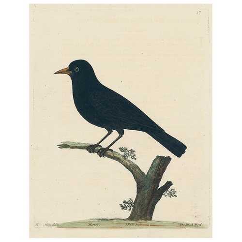 john derian #42-Black Bird (p 230) 11" x 14" Rect. Tray
