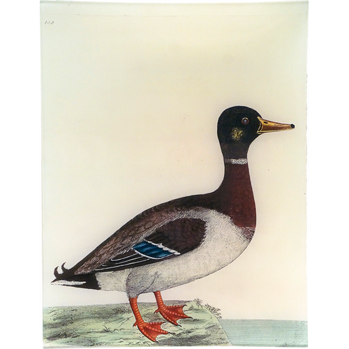 john derian #47 - The Mallard 10" x 13" Rect. Tray