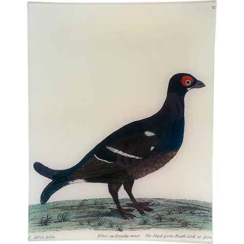 john derian #49 - Black Grouse 10" x 13" Rect. Tray
