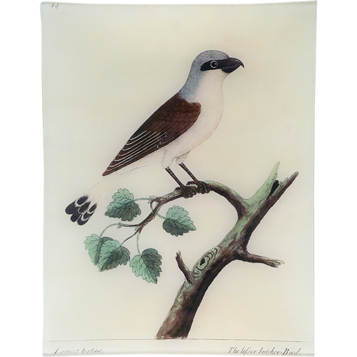 john derian #51 - Butcherbird 10" x 13" Rect. Tray