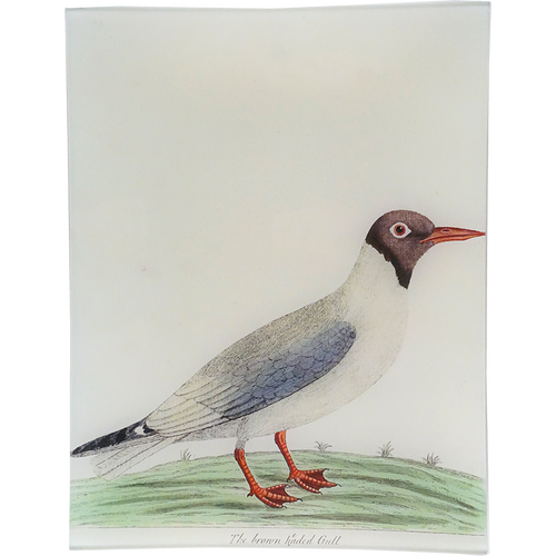 john derian #56 - Brown Headed Gull 10" x 13" Rect. Tray