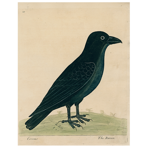 john derian #8-Raven (Right) (p 229) 11" x 14" Rect. Tray