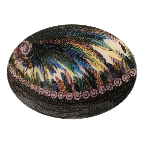 john derian Abalone 5 x 7" Oval