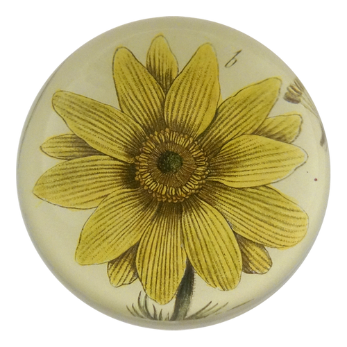 john derian Adonis Vernatis Dome Paperweight