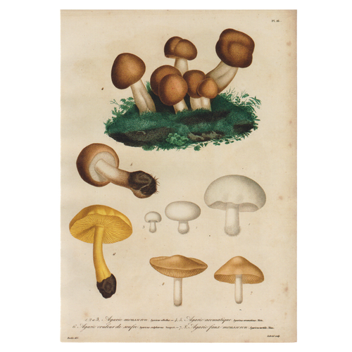 john derian Agarics Card With Envelope (Pack of 6)