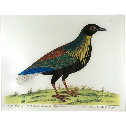 john derian Albin's Hen Pidgeon 17 x 22" Rect. Tray