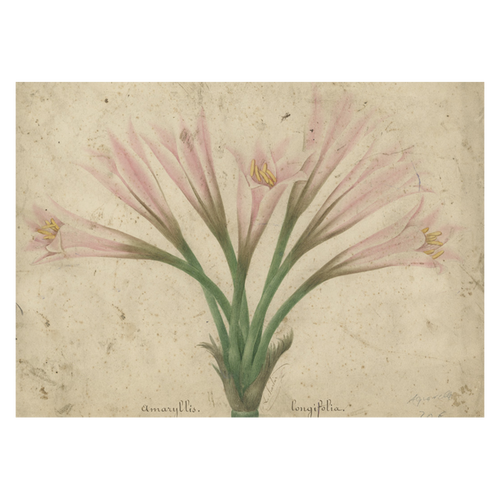 john derian Amaryllis Card With Envelope (Pack of 6)