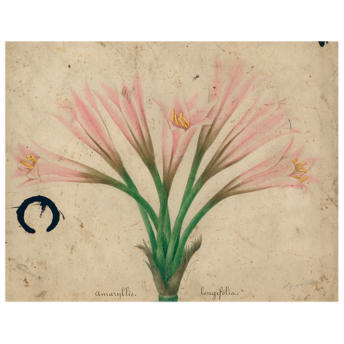 john derian Amaryllis (p 187) 11" x 14" Rect. Tray
