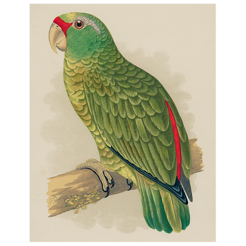 john derian Amazon Parrot (p 178) 11" x 14" Rect. Tray