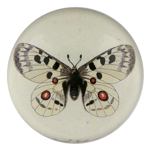 john derian Apollo Butterfly Dome Paperweight