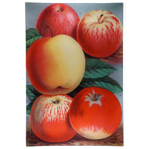 john derian Apples 15 x 22" Rect. Tray