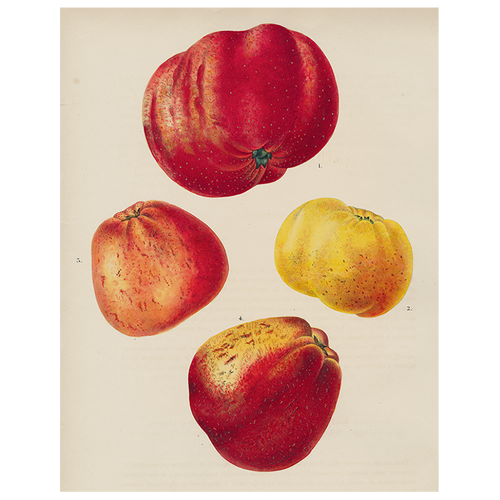 john derian Apples (p 279) 11" x 14" Rect. Tray