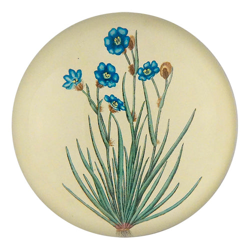 john derian Aristia Oyanea Dome Paperweight