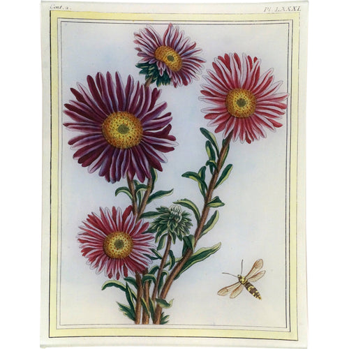 john derian Asters 10 x 13" Rect. Tray
