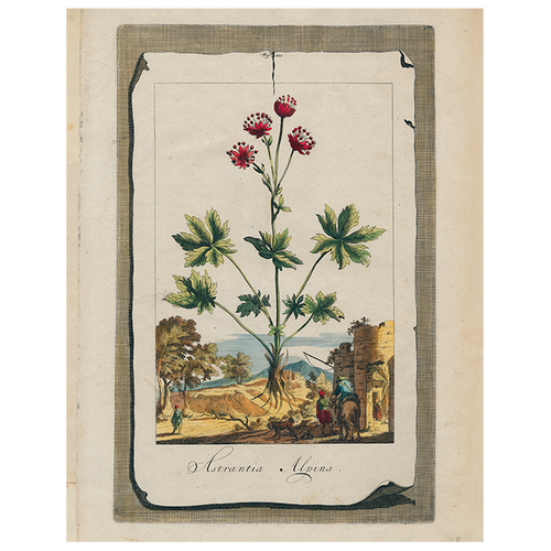 john derian Astrantia (p 316) 11" x 14" Rect. Tray